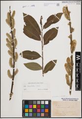 Foto von Salix cinerea L. x Salix viminalis L.